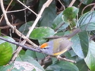 Common Tailorbird - ML646516669