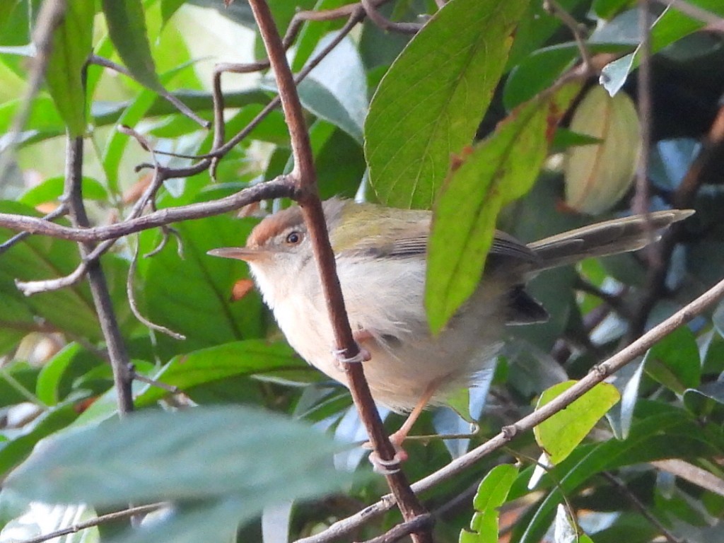 Common Tailorbird - ML646516670