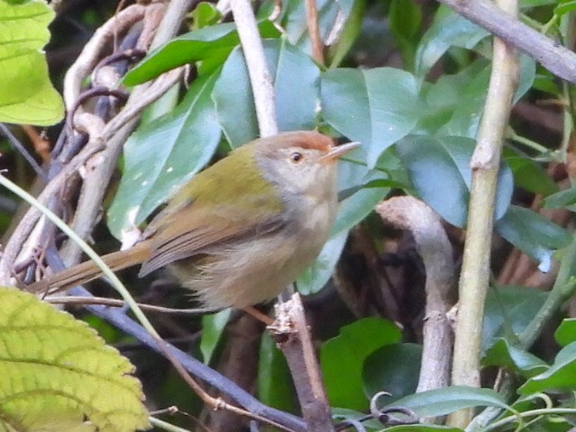Common Tailorbird - ML646516671