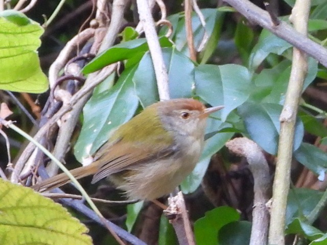 Common Tailorbird - ML646516672