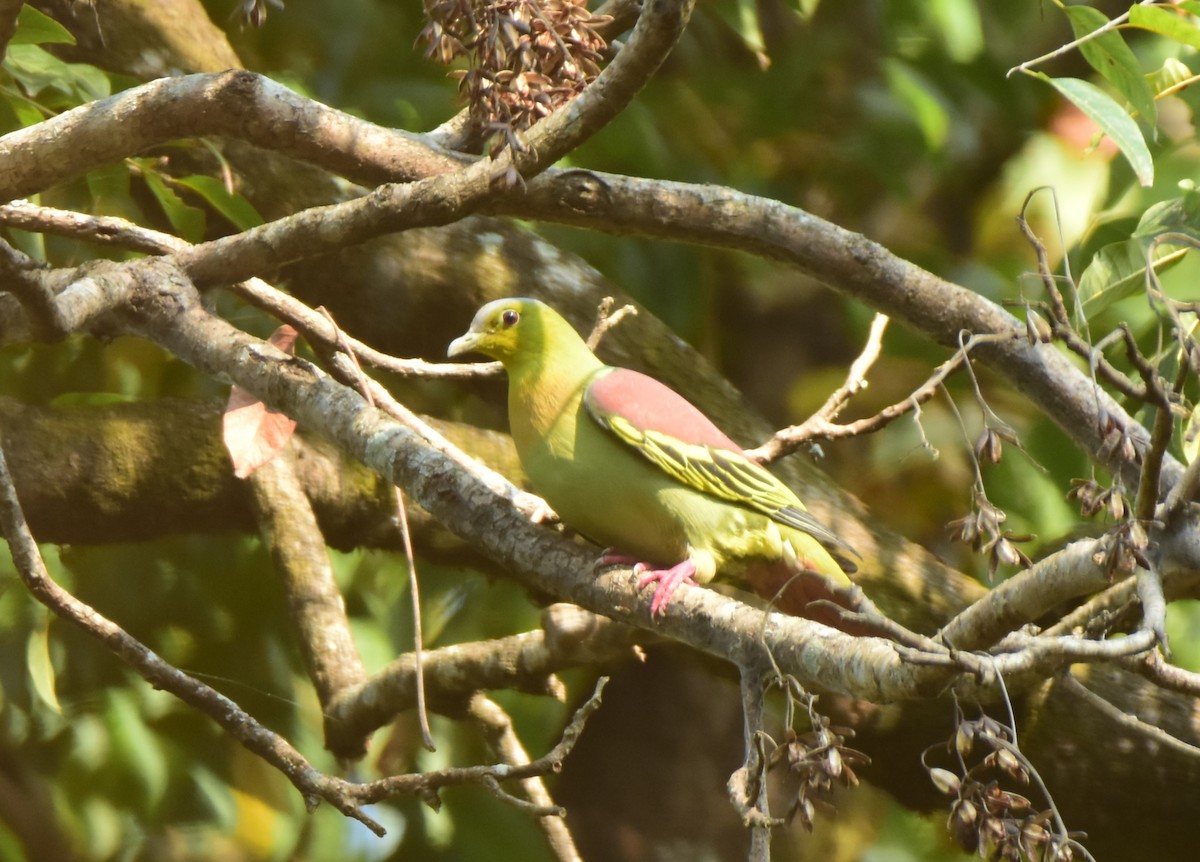ferskenbrystgrønndue - ML646516679