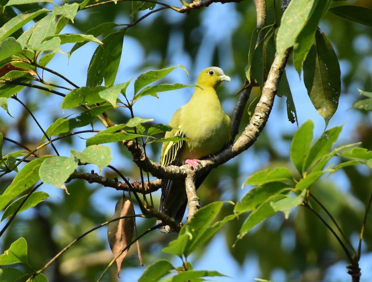 ferskenbrystgrønndue - ML646516681