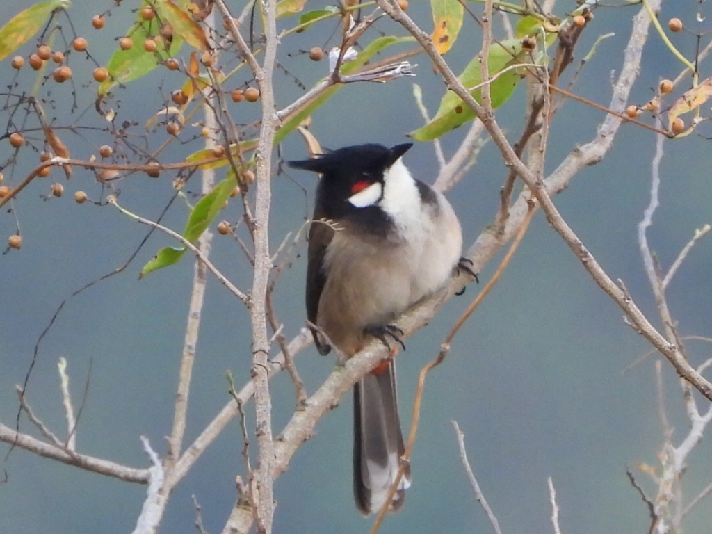 bulbul červenouchý - ML646516683