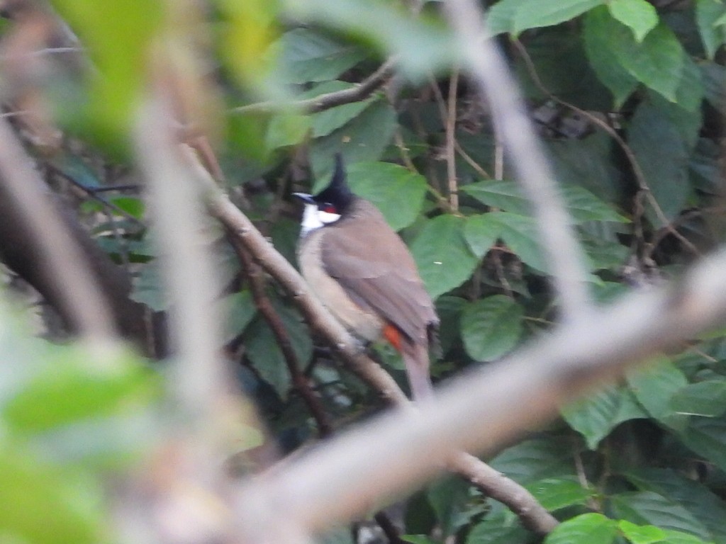 bulbul červenouchý - ML646516684