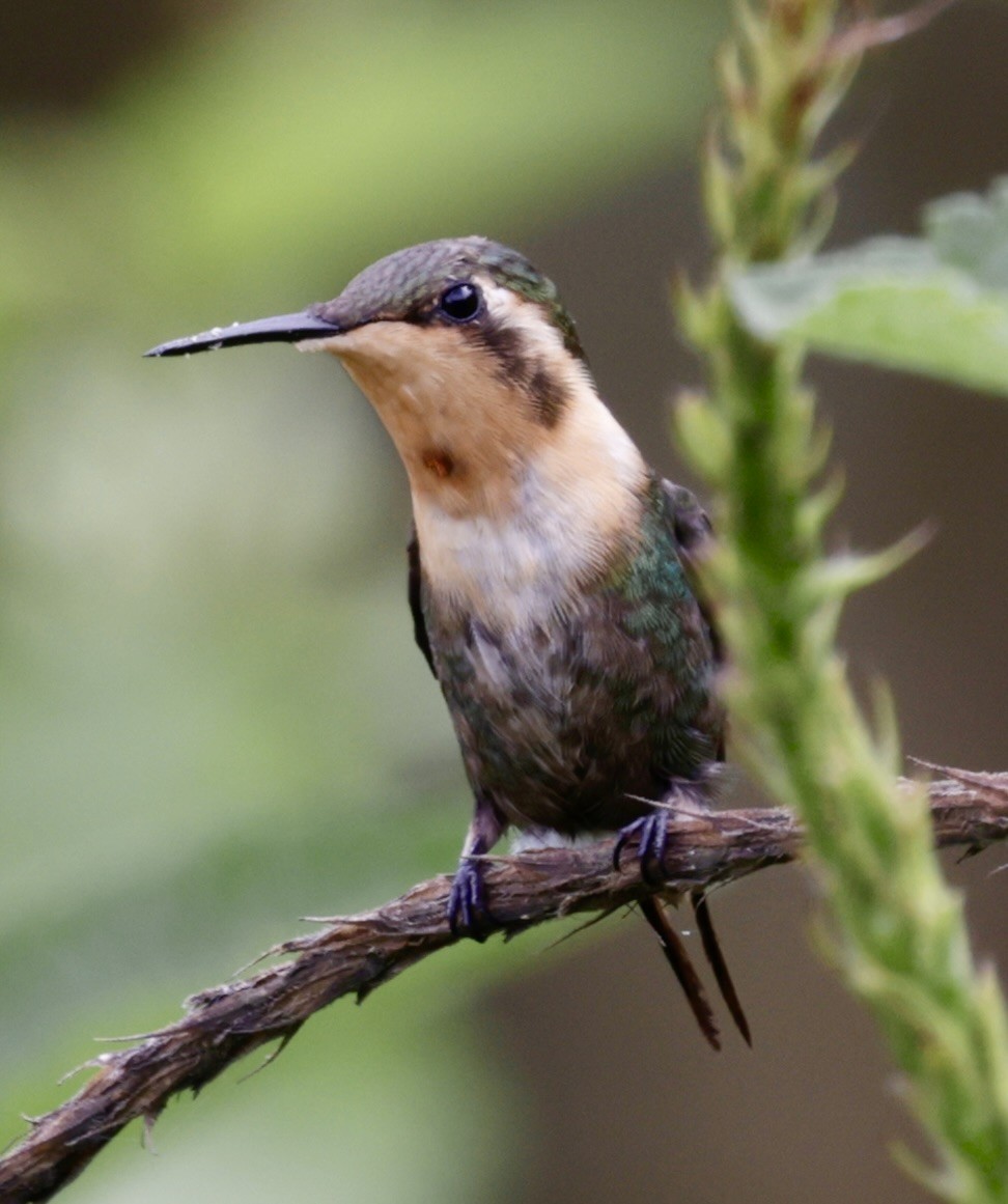 Little Woodstar - ML646516685