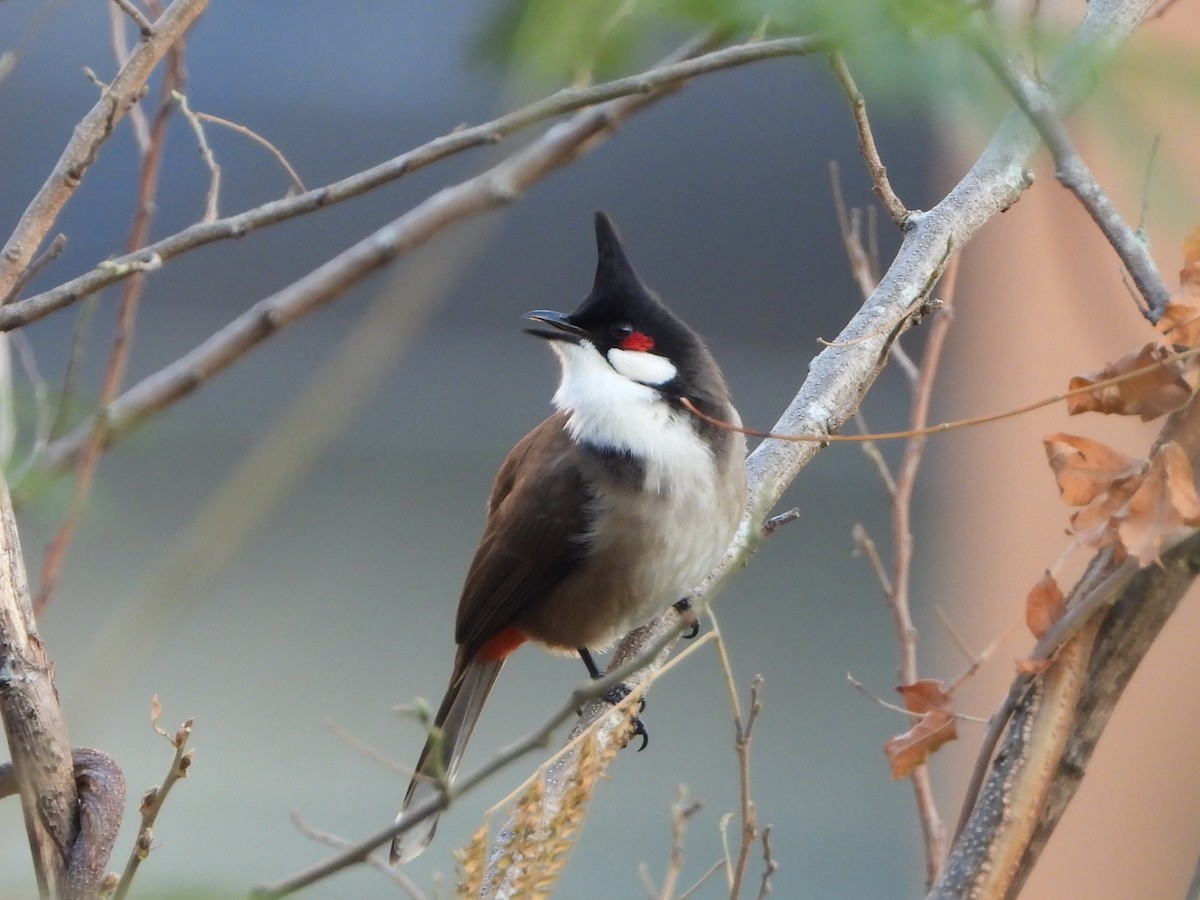 bulbul červenouchý - ML646516686