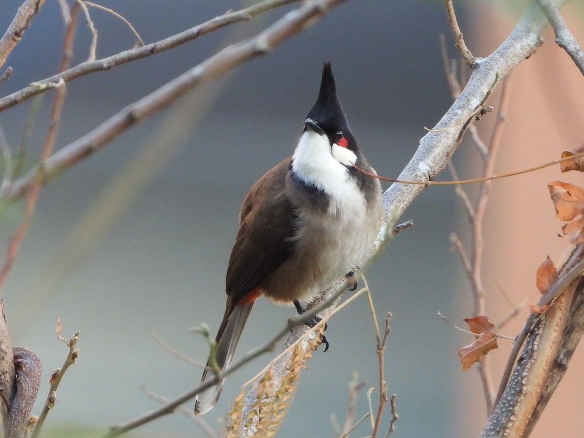 bulbul červenouchý - ML646516687