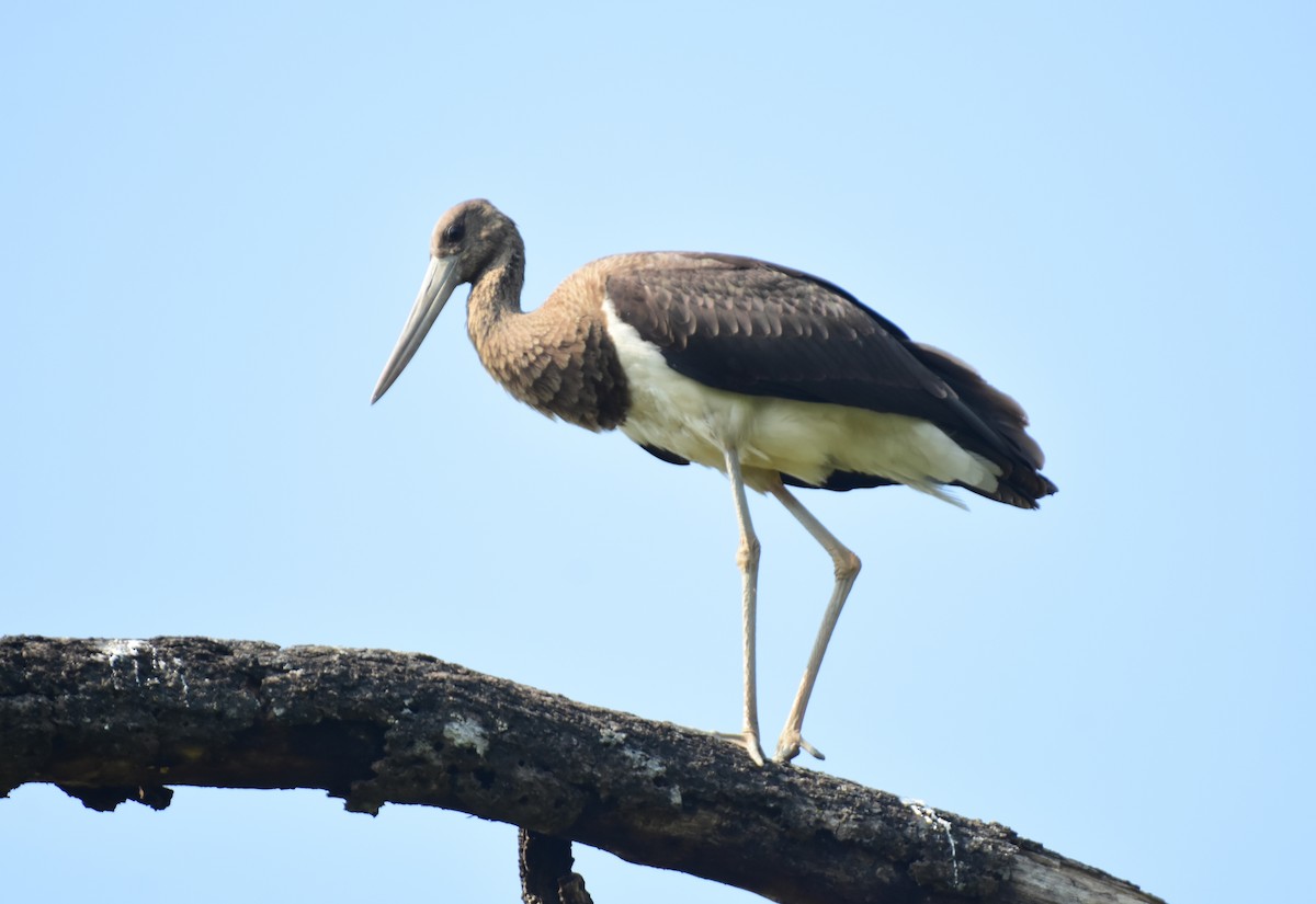 svartstork - ML646516688