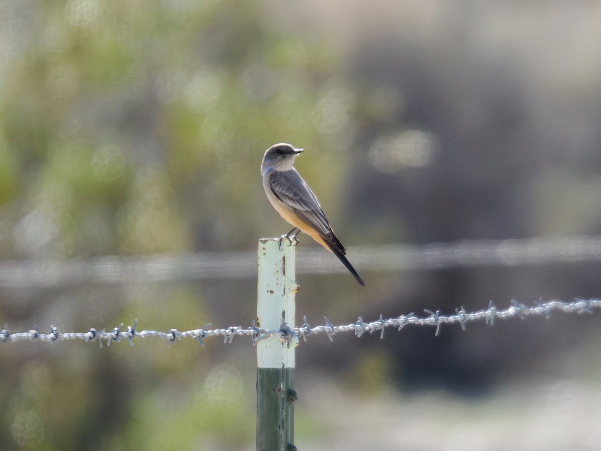 Say's Phoebe - ML646516693