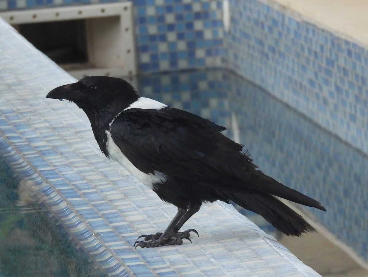 Pied Crow - ML646516694