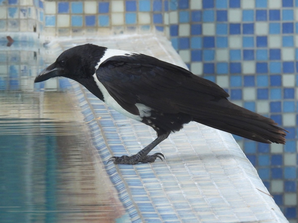 Pied Crow - ML646516696