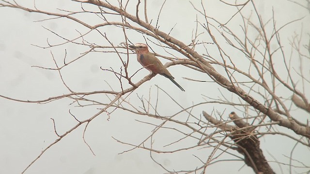 Purple Roller - ML646516699