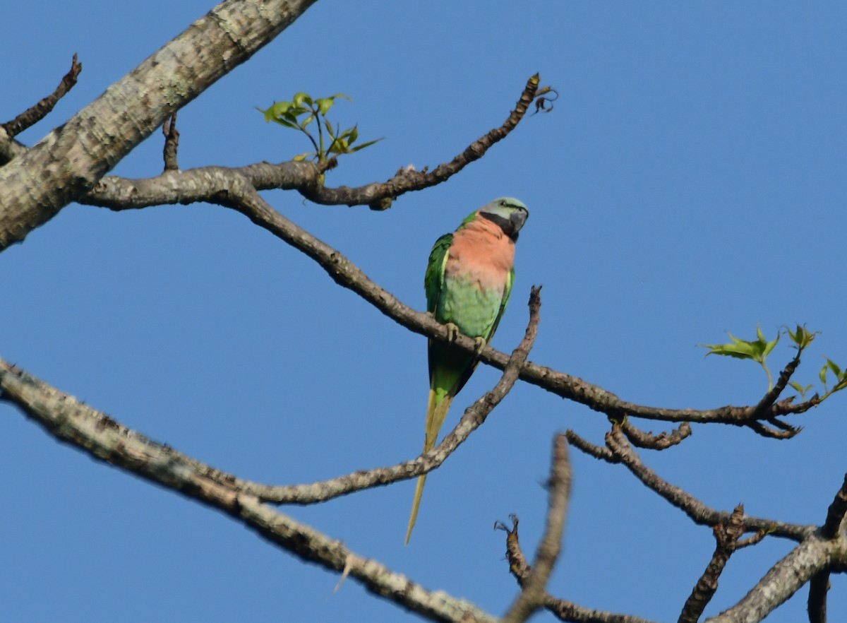 skjeggparakitt - ML646516701