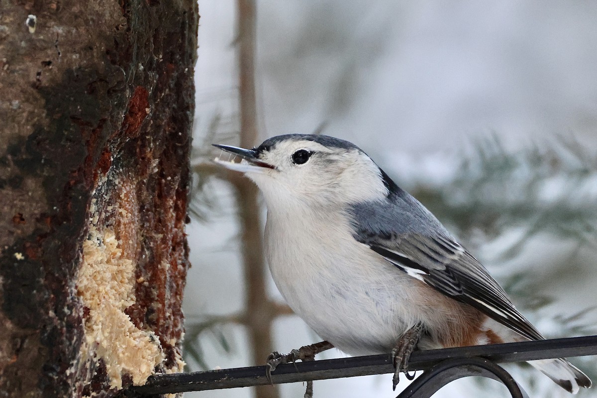 Weißbrustkleiber - ML646516702