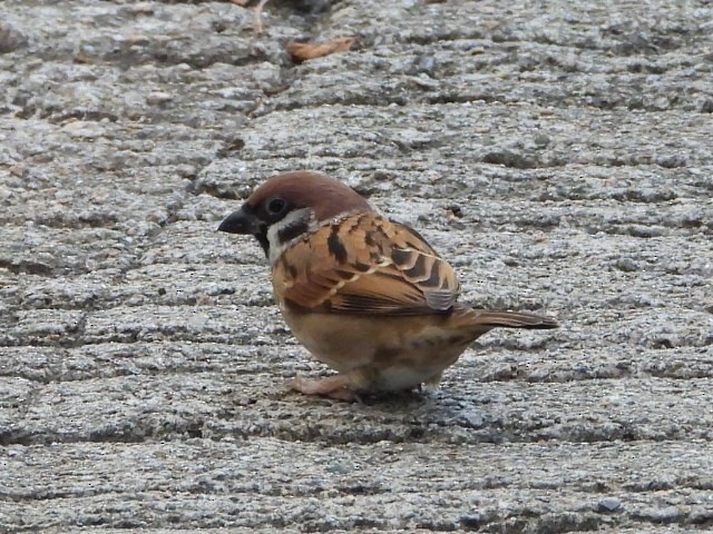 vrabec polní - ML646516703