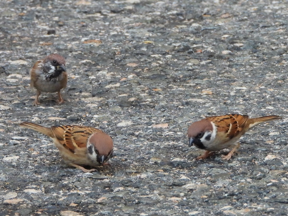 vrabec polní - ML646516704