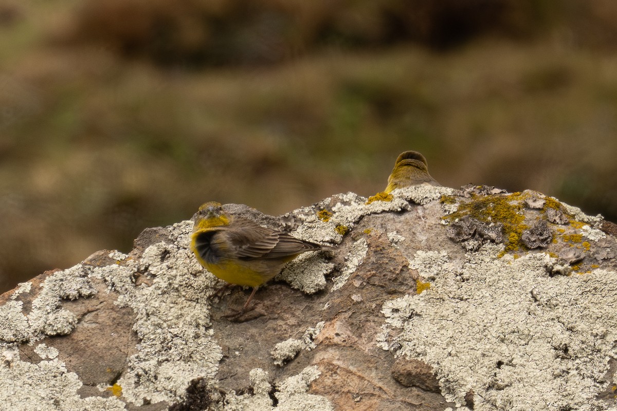 キゴシキンノジコ - ML646516705