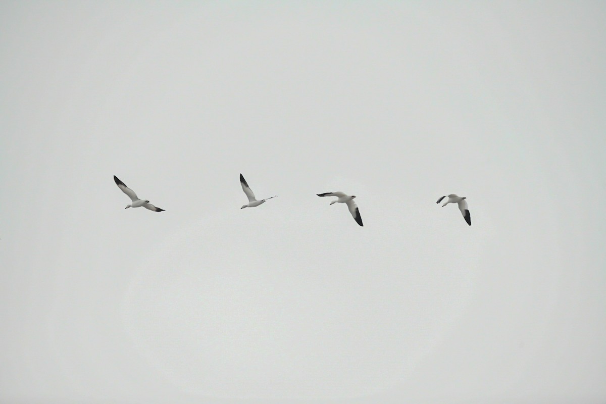 Snow Goose - ML646516706