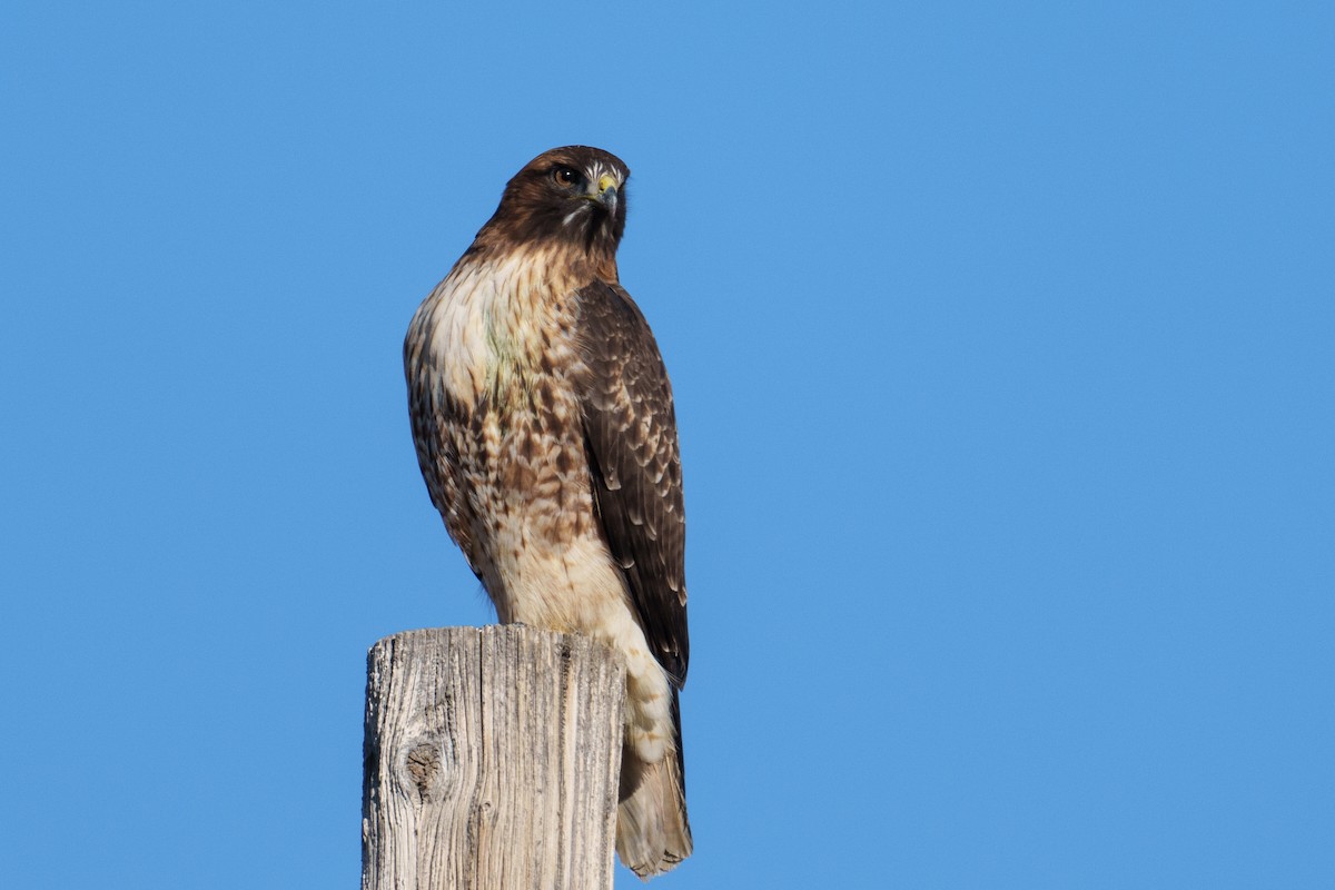 Buse à queue rousse (calurus/alascensis) - ML646516714