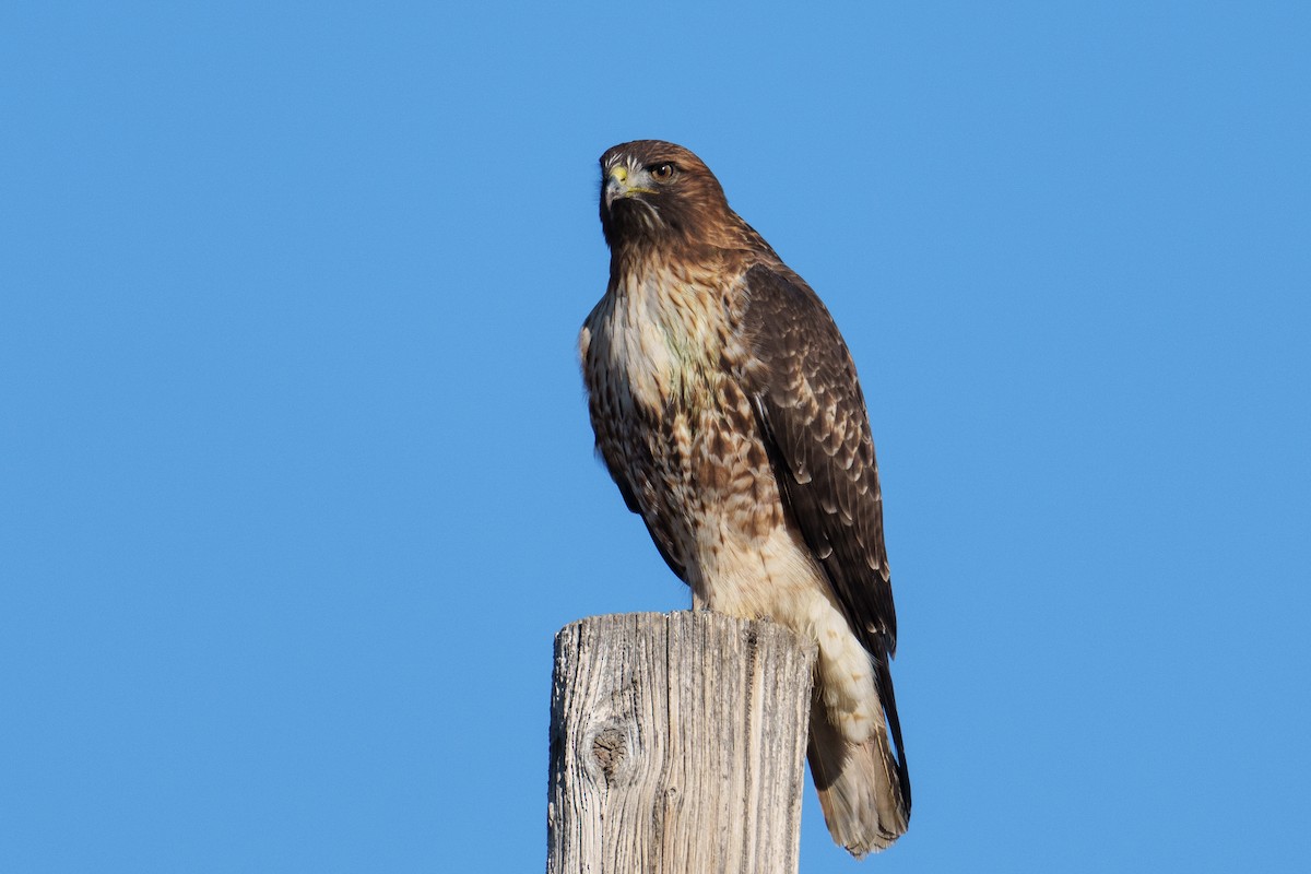 Buse à queue rousse (calurus/alascensis) - ML646516715