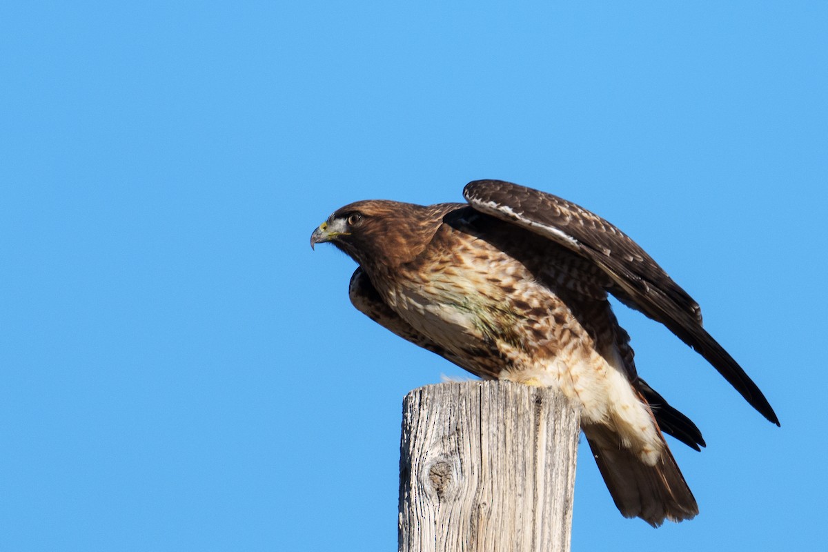Buse à queue rousse (calurus/alascensis) - ML646516716