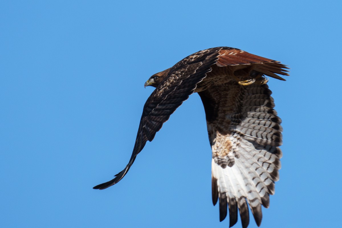 Buse à queue rousse (calurus/alascensis) - ML646516717