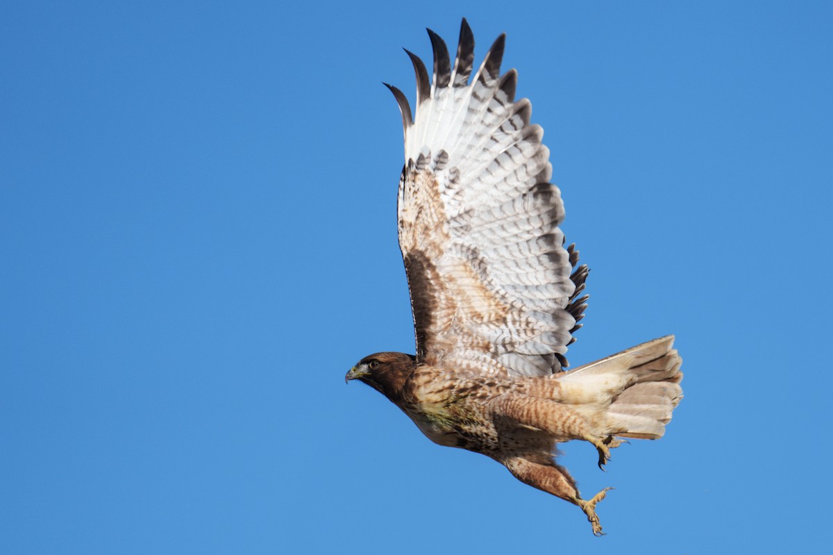 Buse à queue rousse (calurus/alascensis) - ML646516718
