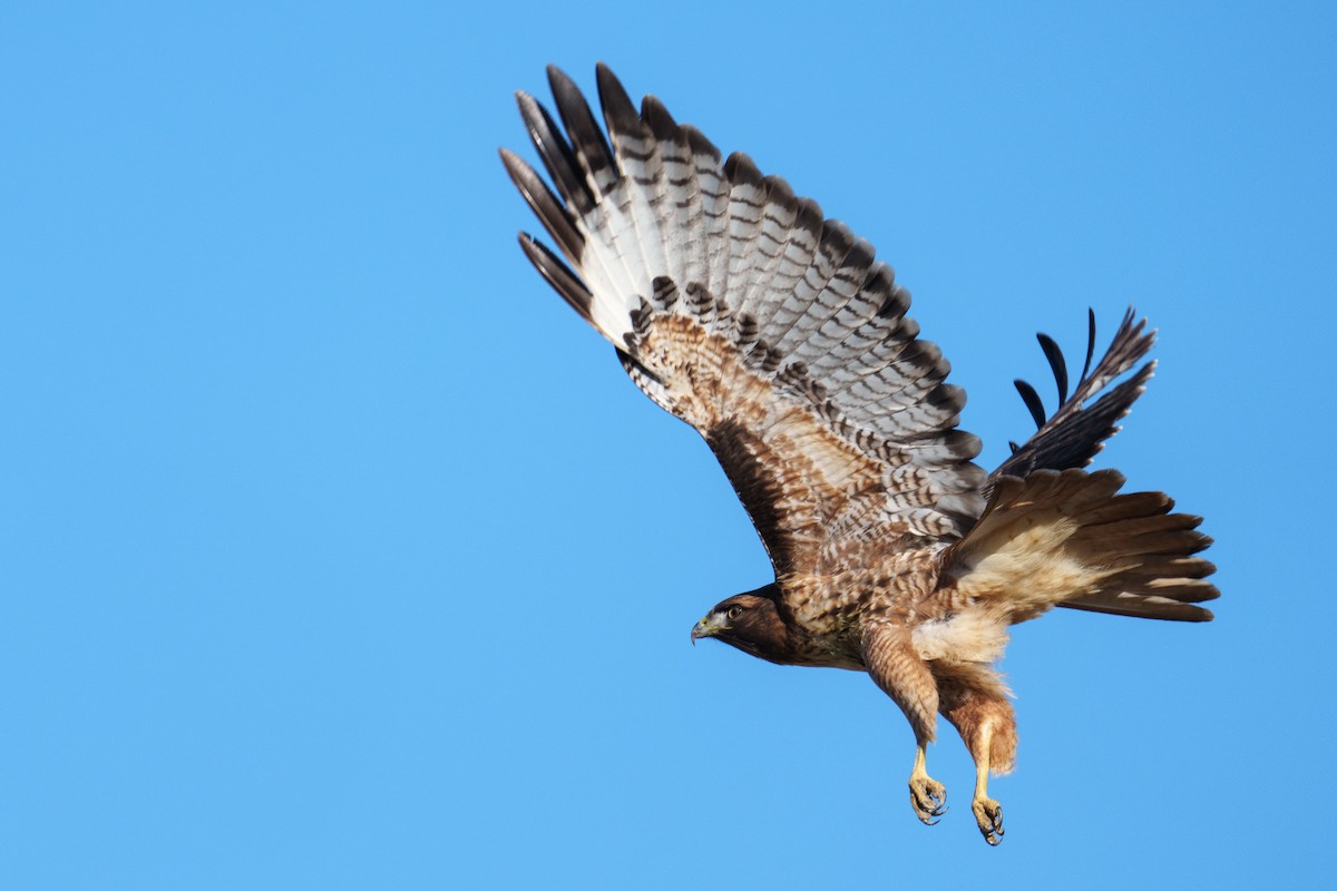 Buse à queue rousse (calurus/alascensis) - ML646516719
