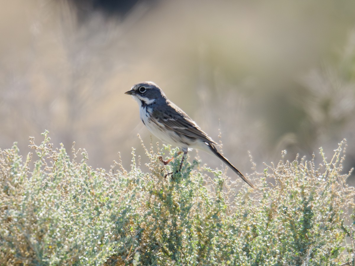 Bell's Sparrow - ML646516722