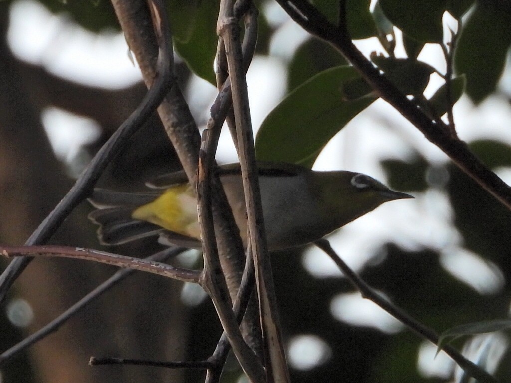 Swinhoe's White-eye - ML646516726