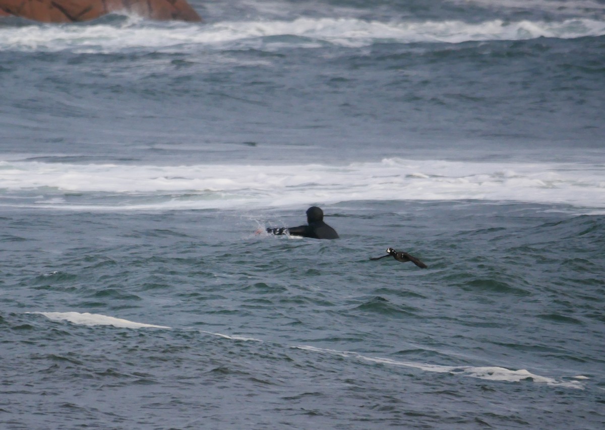 Harlequin Duck - ML646516727