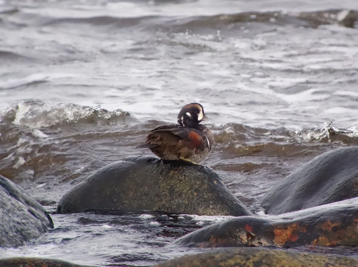 Harlequin Duck - ML646516728