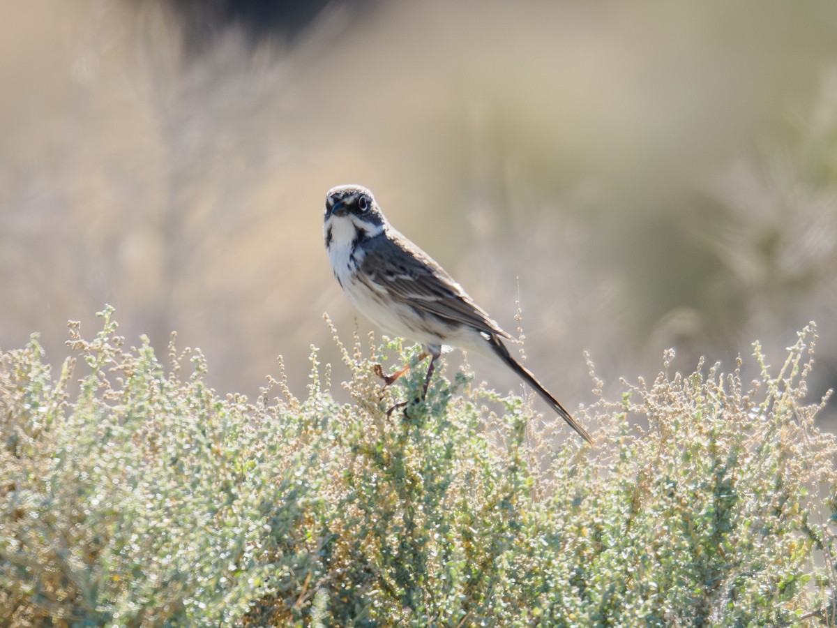 Bell's Sparrow - ML646516729