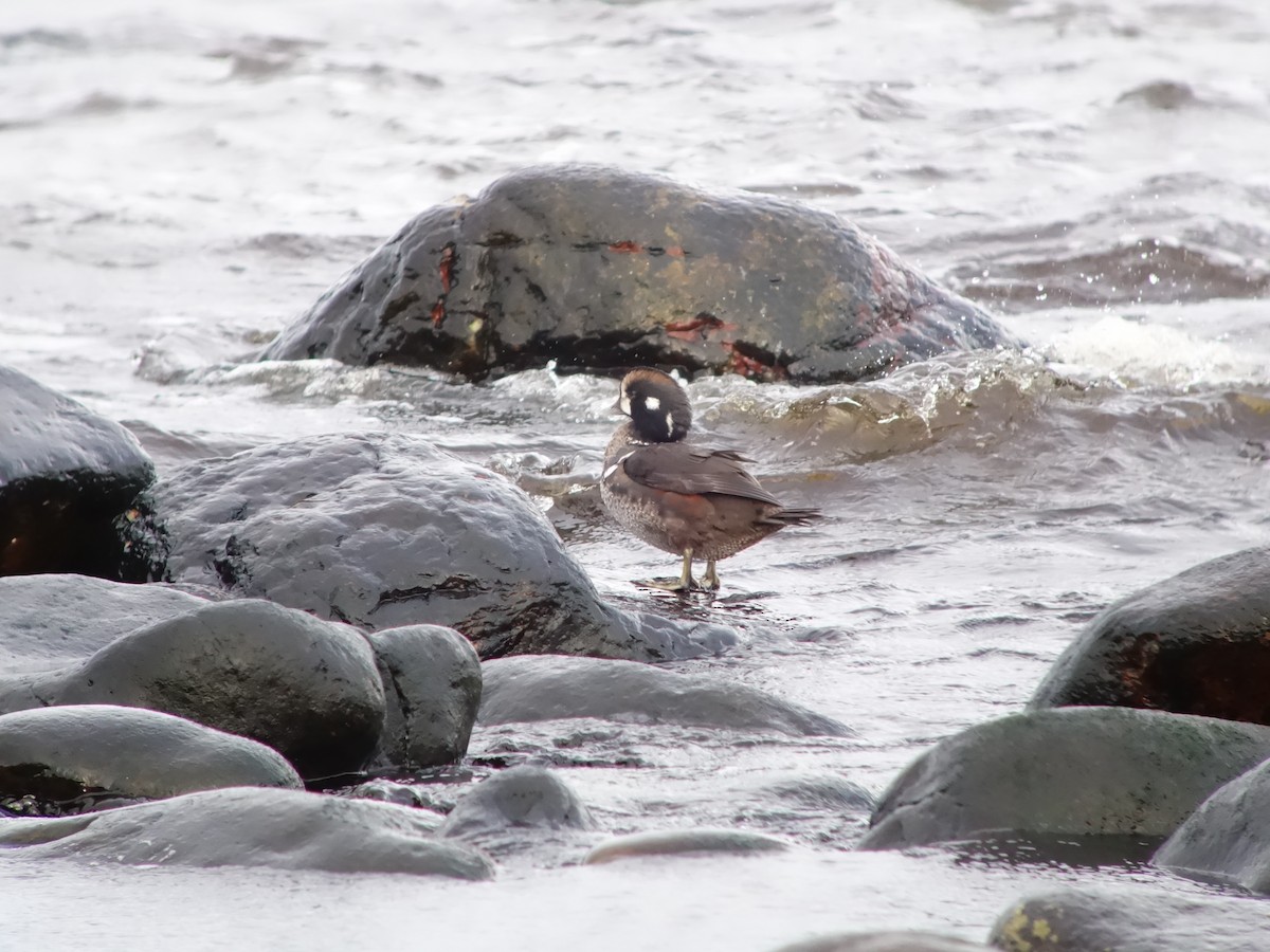 Harlequin Duck - ML646516730