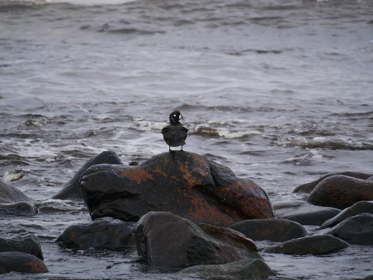 Harlequin Duck - ML646516731