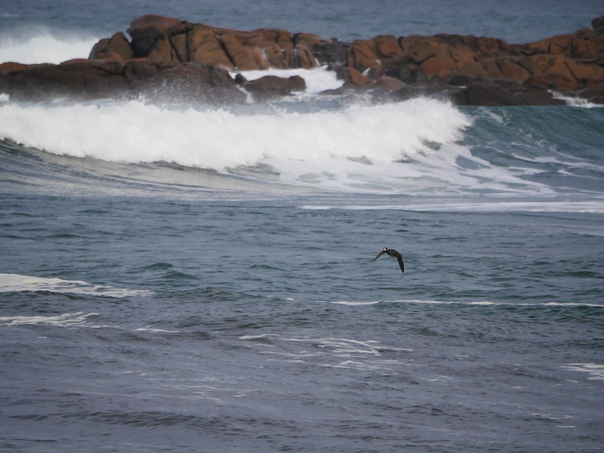 Harlequin Duck - ML646516732