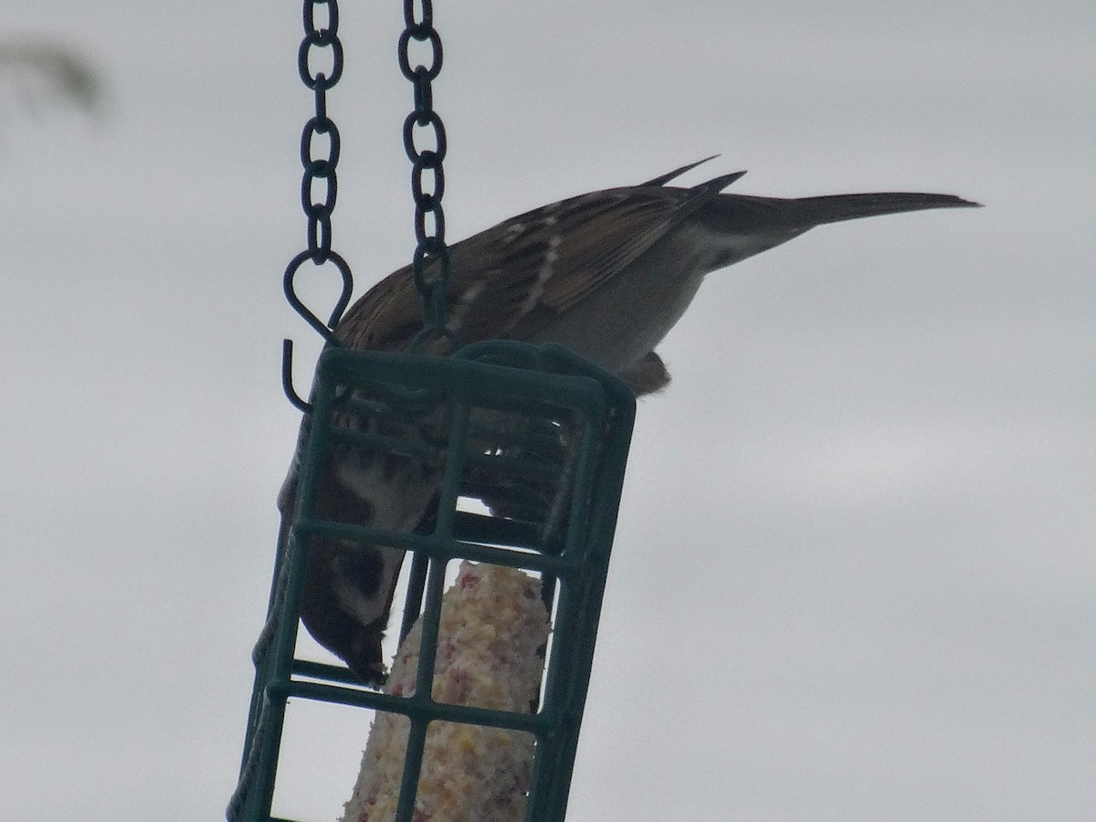 Eurasian Tree Sparrow - ML646516733