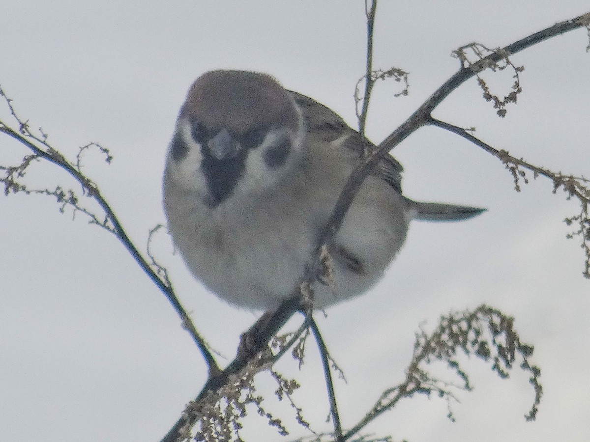 Eurasian Tree Sparrow - ML646516734