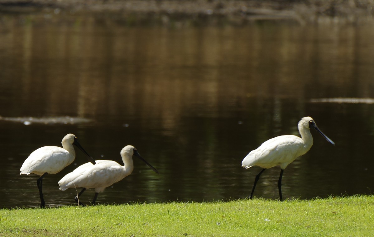 Королевская колпица - ML646516735