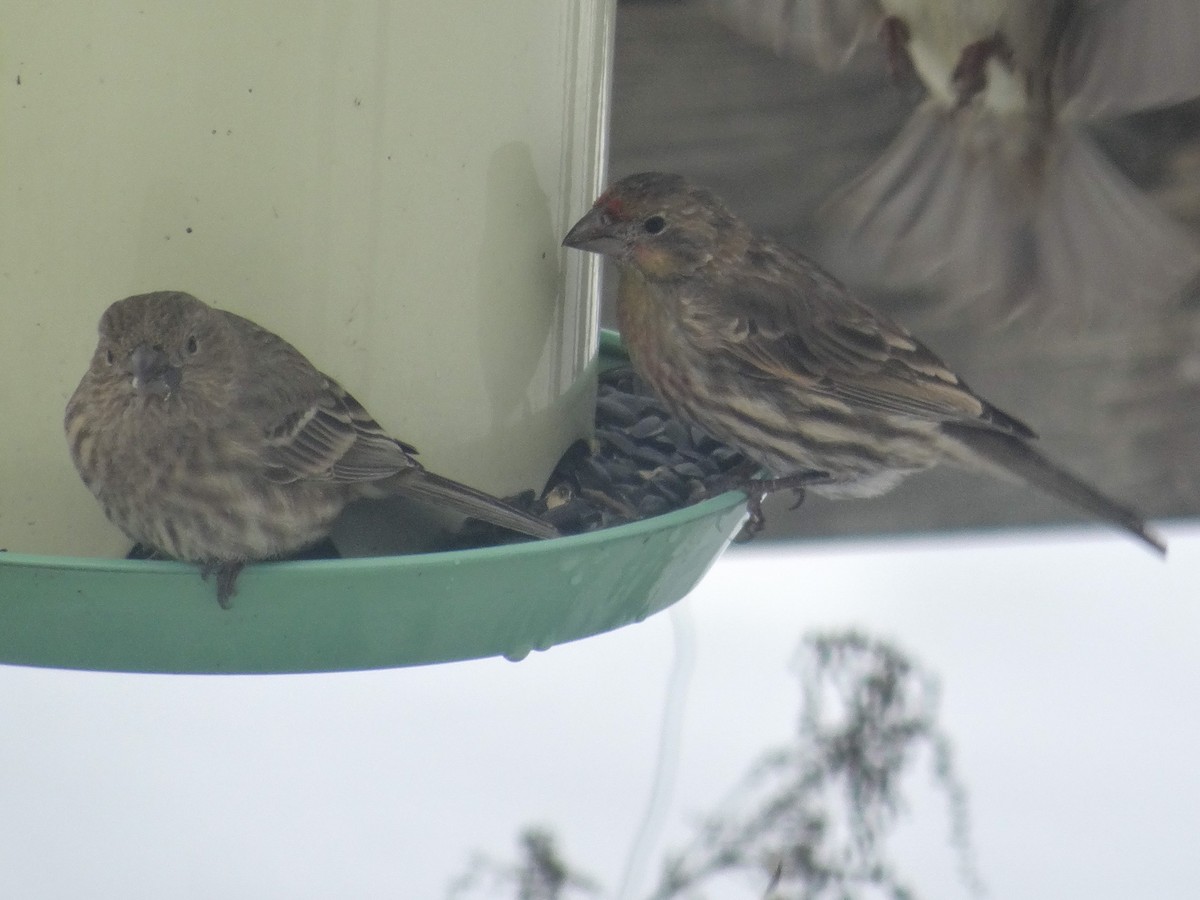 House Finch - ML646516738