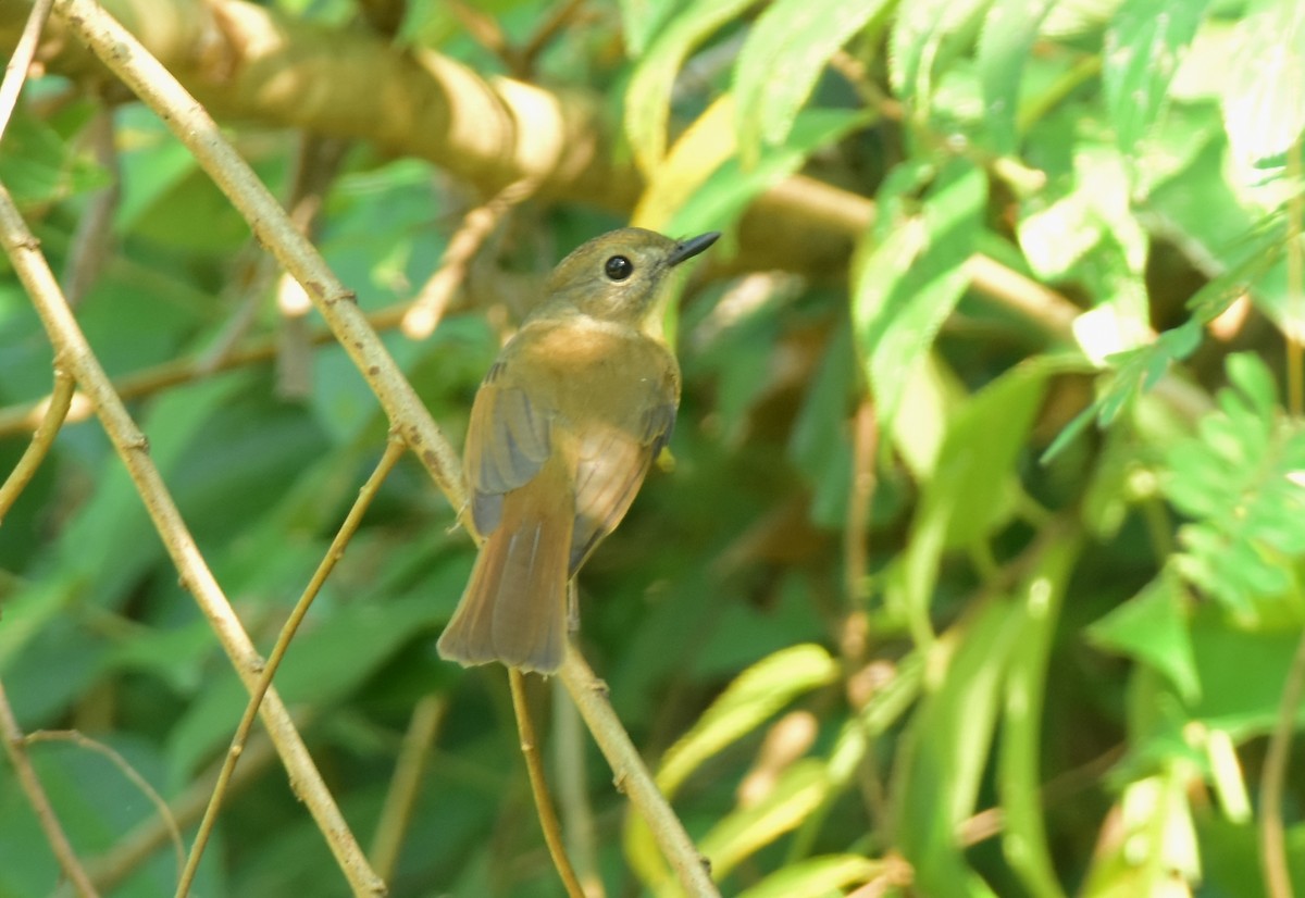 blekhakefluesnapper - ML646516739