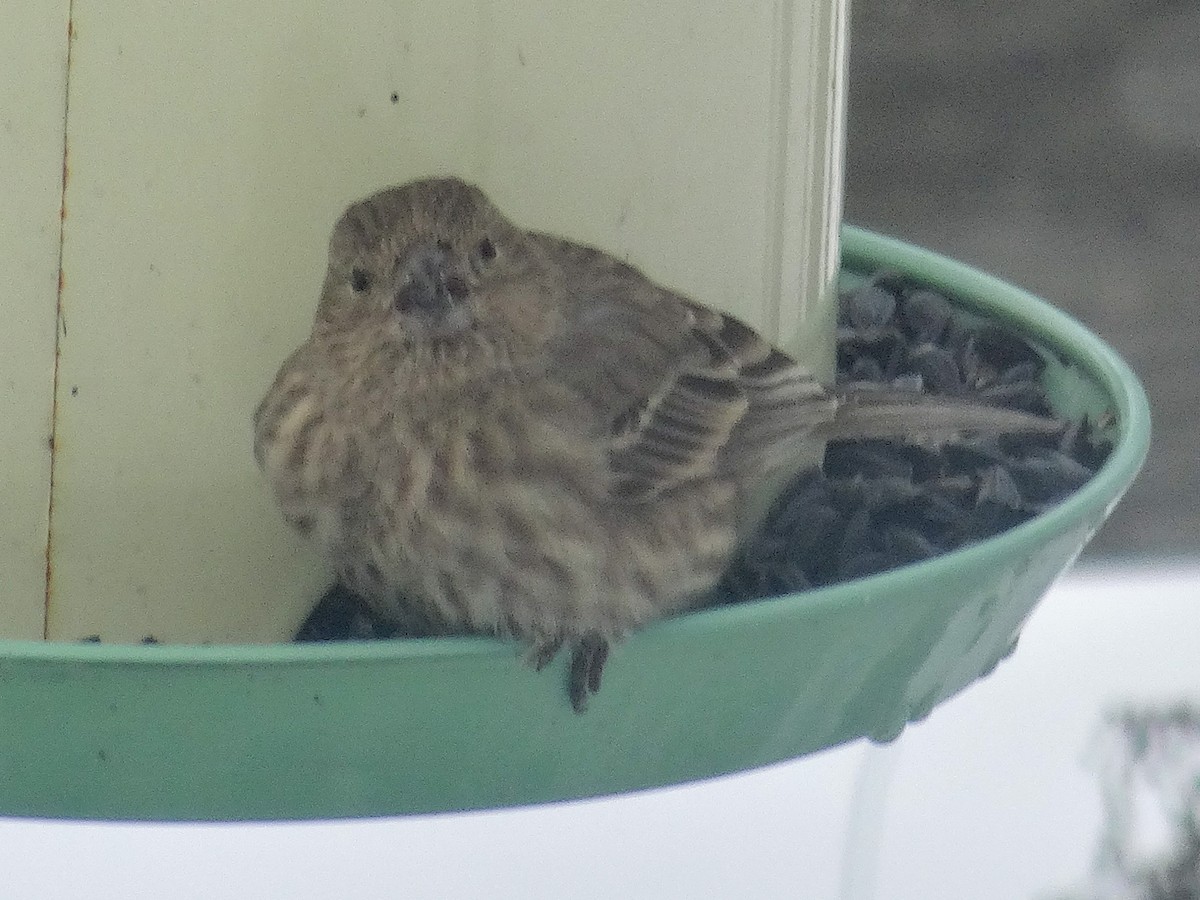 House Finch - ML646516740