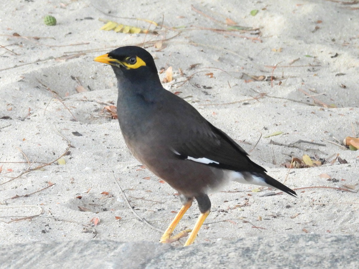 Тольт бор тодол - ML646516741