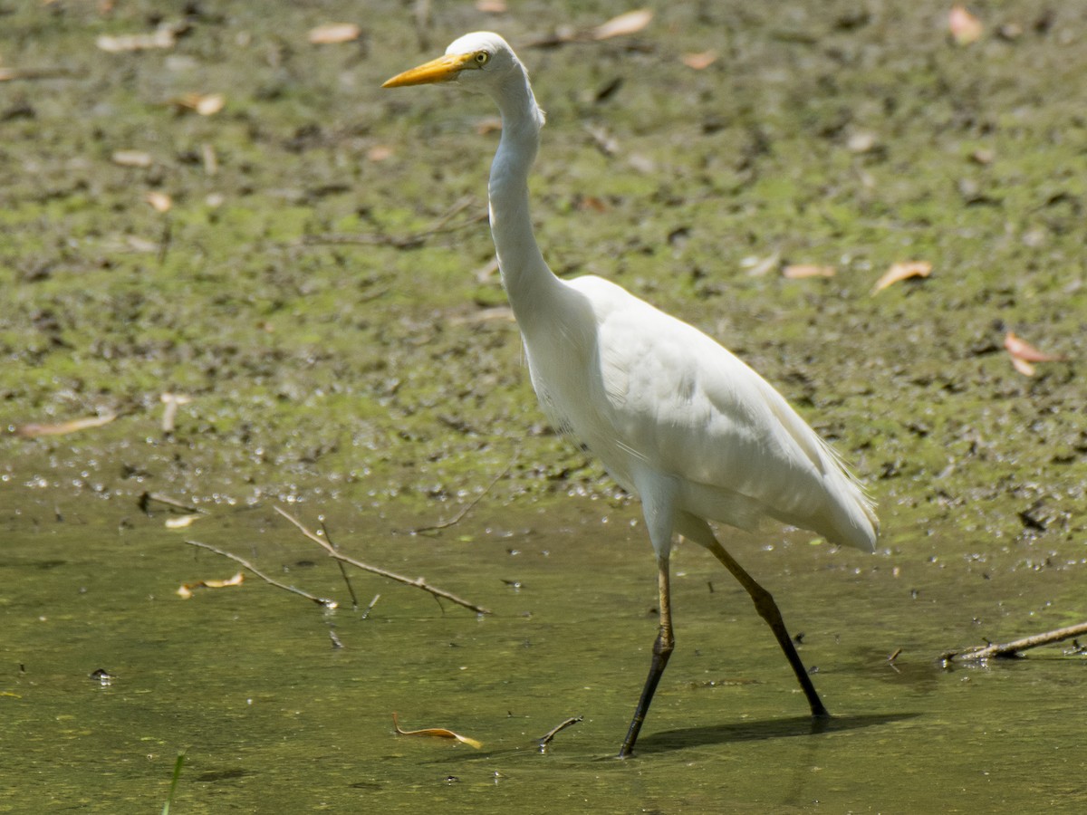 Plumed Egret - ML646516747
