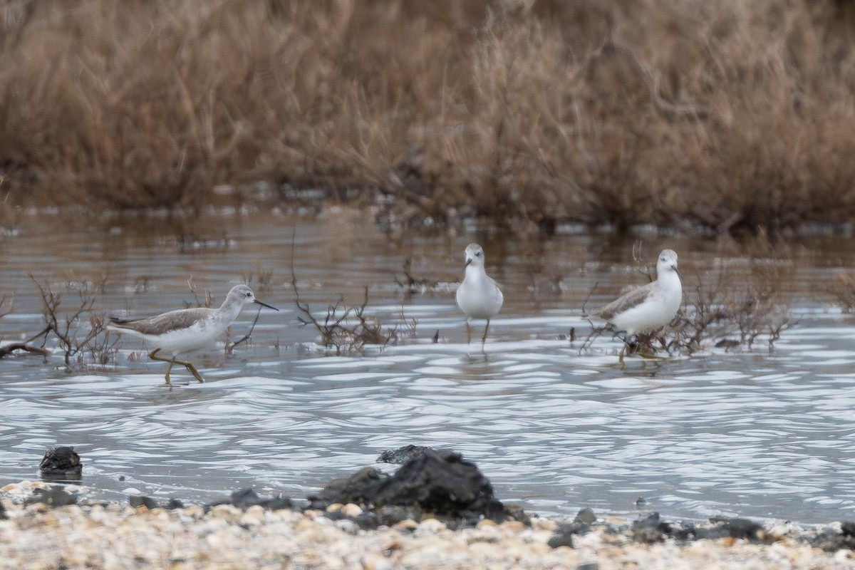 Marsh Sandpiper - ML646516756