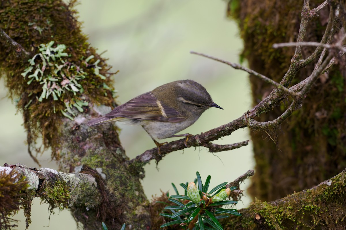 Buff-barred Warbler - ML646516758