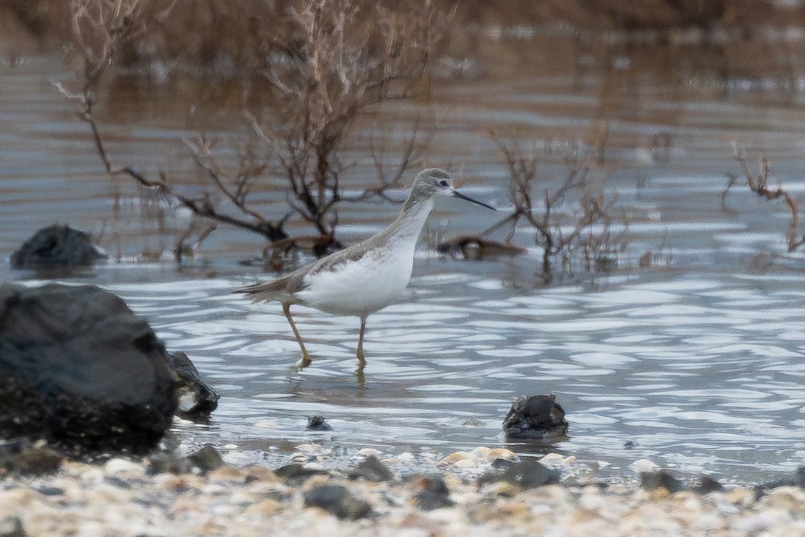 Marsh Sandpiper - ML646516762