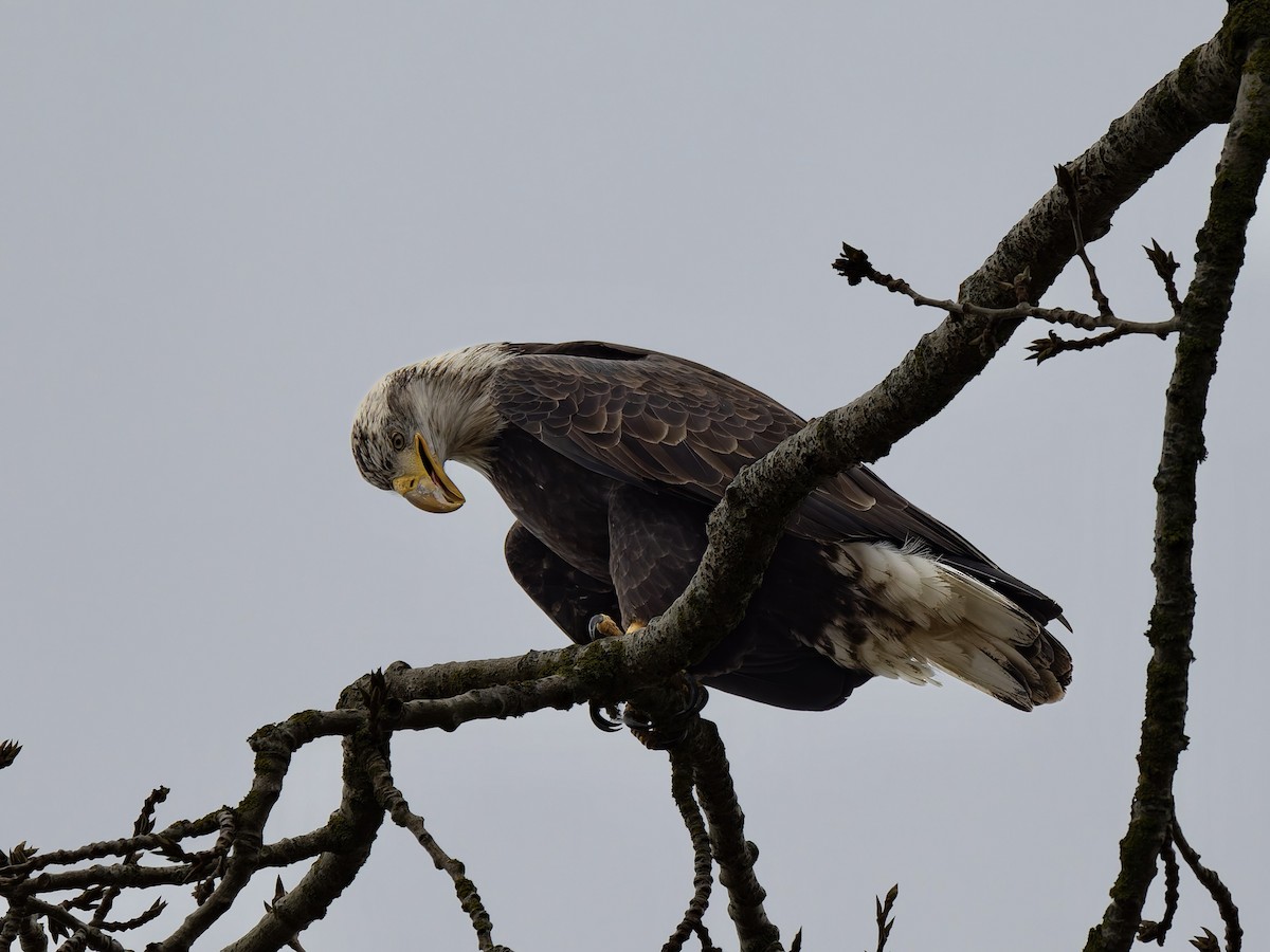 Pygargue à tête blanche - ML646516765
