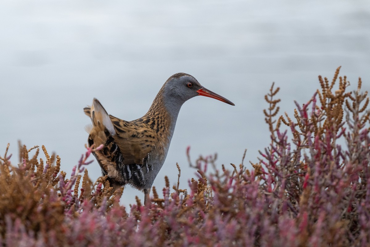 Water Rail - ML646516766