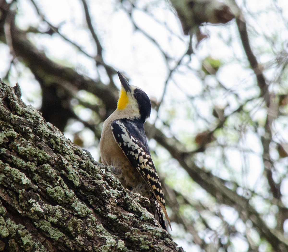 White-fronted Woodpecker - ML646516767